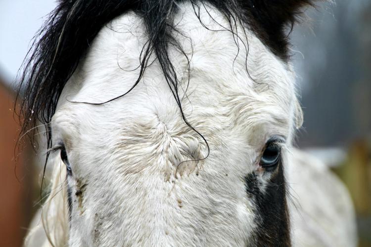 Healthcare workers find respite in movement and horses